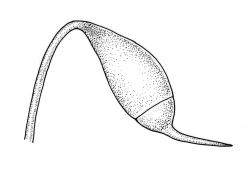 Sematophyllum subhumile var. contiguum, capsule with operculum. Drawn from J.E. Beever 21-76, CHR 104573.
 Image: R.C. Wagstaff © Landcare Research 2016 
